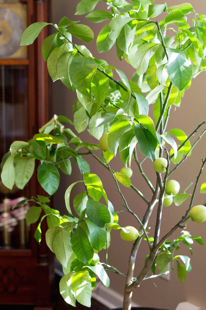 lisbon-lemon-tree