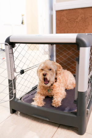 diggs-pet-crate